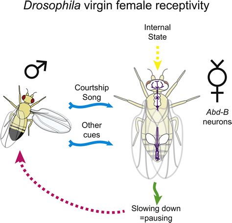 Abdominal B Neurons Control Drosophila Virgin Female Receptivity