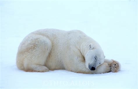 Polar Bear Sleeping Theo Allofs Photography