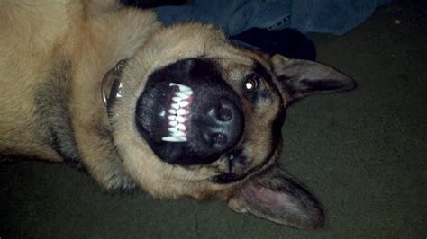 Show Me Your Dogs Baring Their Teeth Page 3 German Shepherd Dog Forums
