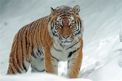 Its A New Year Of The Tiger And China Needs To Get Serious About