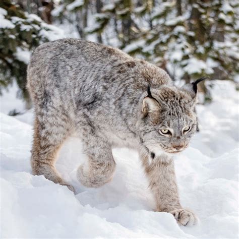 Leaps And Bounds Winter Is Here Lynx Yukon Wildlife Preserve