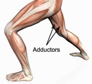 The gracilis is a superficial muscle of your groin and inner thigh that serves to adduct your hip. 17 Best images about Groin exercises on Pinterest | Runners, Massage and Running injuries