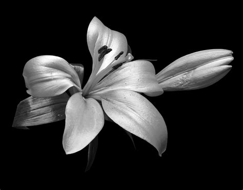 Black And White Flower Photography Exploring Light Composition And