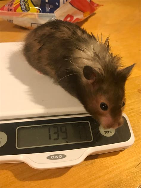 My Syrian Girl Weights 139 Grams How Much Do Your Hamsters Weigh
