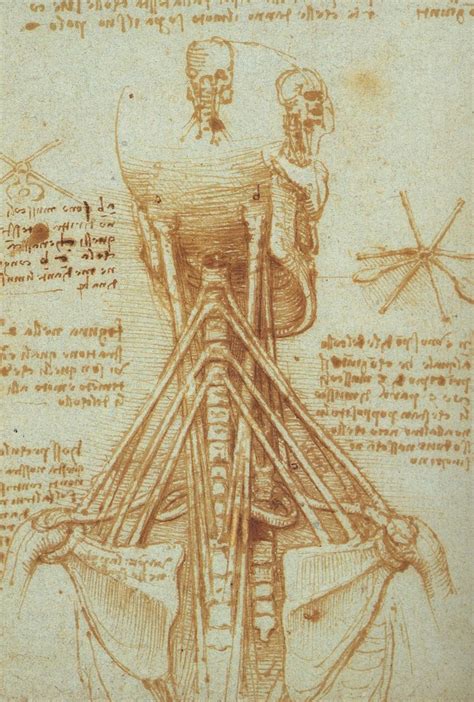 Leonardo Da Vinci Range Anatomical Sketch Descriptif De L