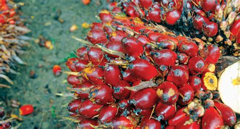 Kabar baik, harga tandan buah sawit tembus rp1.700 per kilogram. Berita Sawit - Harga TBS Sawit Riau Periode 25-31 Maret ...