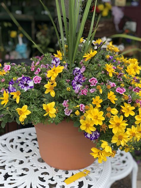 Or 4 payments of $ 15.00 with afterpay. Lovely Patio Pots of Flowers in Pottstown, PA | Achin ...