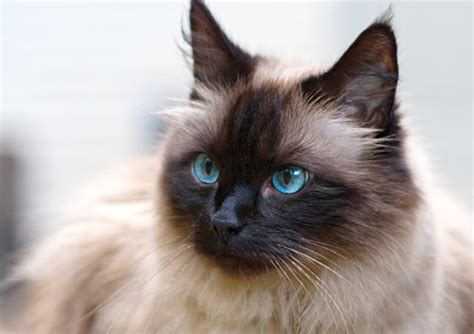 Learn About The Birman Cat Breed From A Trusted Veterinarian