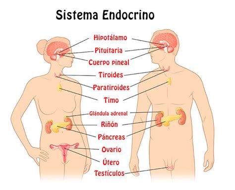 Relacionando Al Sistema Nervioso Con El Reproductor Mind Map