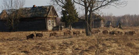 Chernobyl Wildlife Thriving Decades After Nuclear Accident Discovery