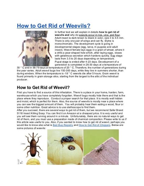 How To Get Rid Of Weevils