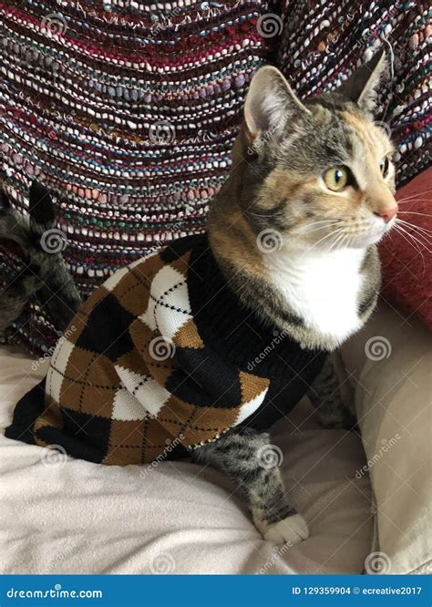 Young Female Tortie Cat Wearing Argyle Sweater Stock Photo Image Of
