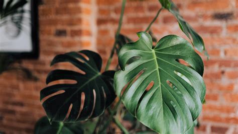 Top 999 Monstera Wallpaper Full Hd 4k Free To Use