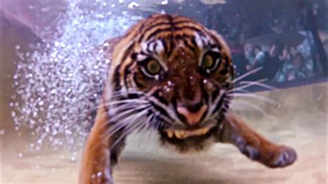 Swimming Tigers At Australia Zoo Youtube