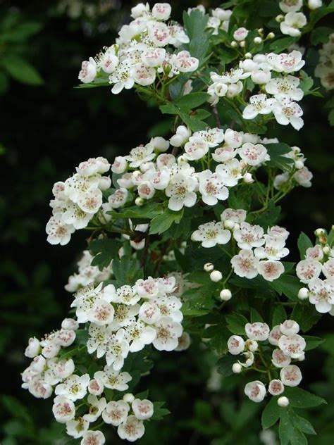 Most varieties of this shrub bloom from late spring. Beautiful maytrees in bloom, countless trees cover the ...
