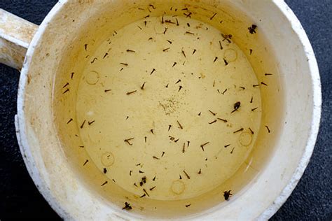 Royalty Free Mosquito Larvae Pictures Images And Stock Photos Istock
