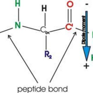 Proteins are large biomolecules consisting of more than 50 amino acids connected by multiple peptide bonds, while peptides are small biomolecules consisting of less than 50 amino acids. Polypeptide showing peptide bond, and dipole moment of ...