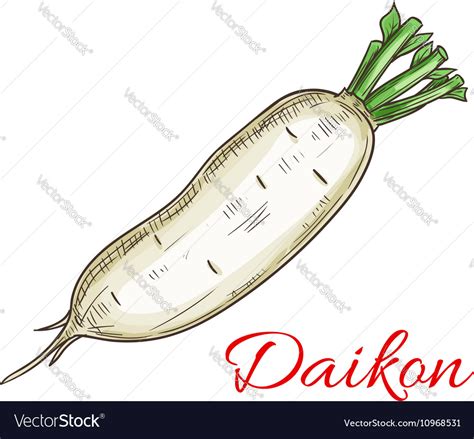 Daikon Vegetable Sketch Icon Royalty Free Vector Image