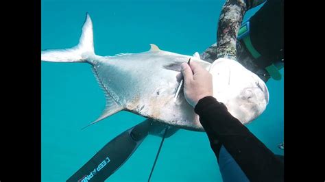 2021 Miami Florida Spearfishing Nice Permit And Amberjacks Youtube