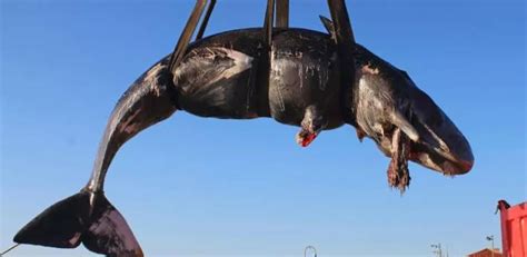 Schwangerer Wal Starb Mit 22 Kilo Plastik Im Magen Welt Heuteat
