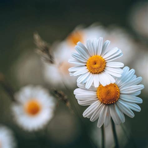 Daisy Aesthetic Photography References Mdqahtani