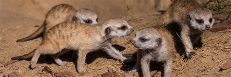 Meerkat San Diego Zoo Wildlife Explorers