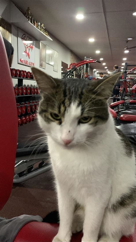 Gym Cat Rturkishcats