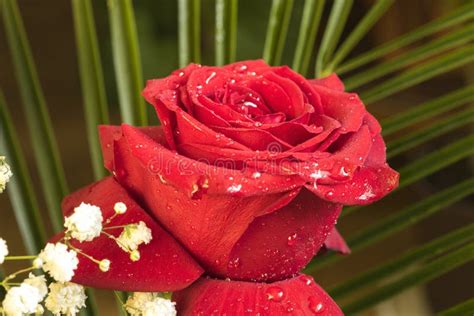 Flower Red Rose With Water Drops Stock Image Image Of Seasonal