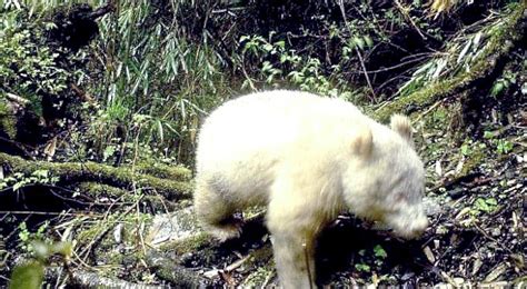 Rare Albino Panda Caught On Camera In China Forest Asianewsnetwork