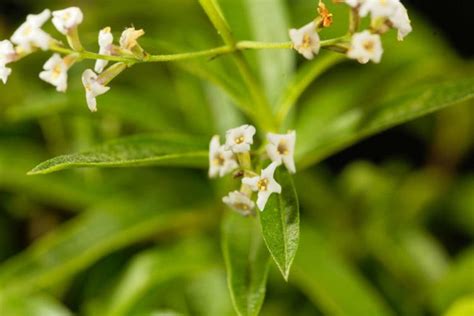 Lemon Verbena Everything You Need To Plant Care And Propagate
