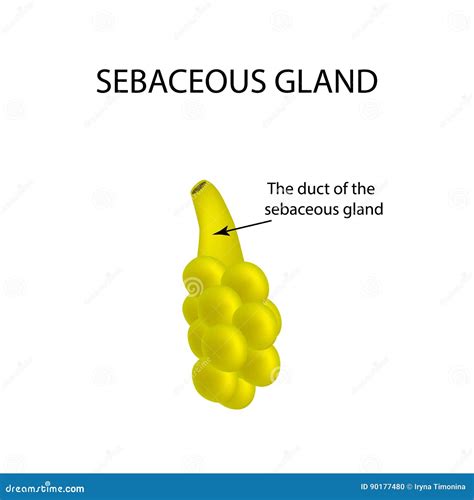 The Structure Of The Sebaceous Gland Infographics Stock Vector