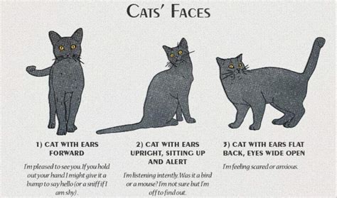 Cat Behavior Explained Cats Amino