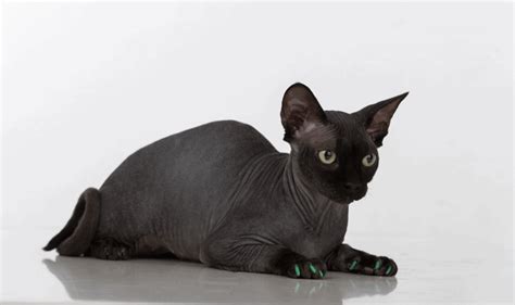 Blue Eyed Black Cat Breeds Do They Really Exist 2023
