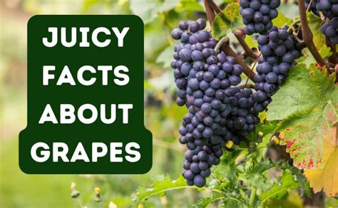 12 Little Known Grape Facts That Will Amaze You