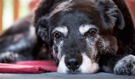 ‘the Oldest Dog In The World Maggie Has Passed Away