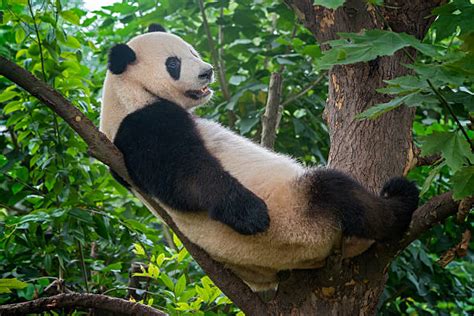 Panda Wielka Zdjęcia I Ilustracje Istock