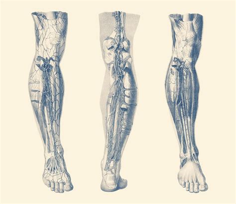 Leg Muscles Diagram Leg Muscles Diagram And The Cure Two Heads