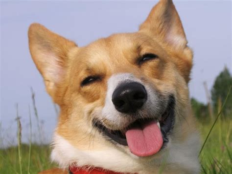 Pet Dogs Smiling 20 Happy Corgis To Brighten Your Day