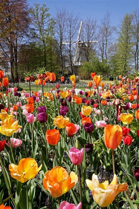 Keukenhof Gardens Holland The Most Beautiful Spring Garden In The