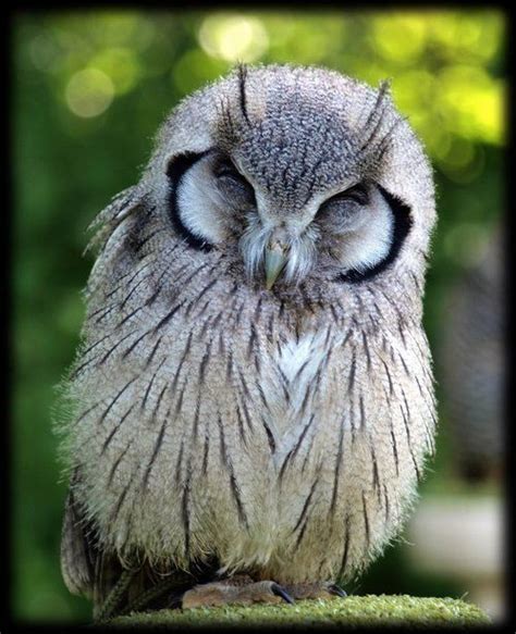 Sleepy Owl Owl Photos Owl Pictures Beautiful Owl Animals Beautiful