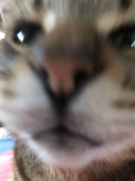 Blurry Picture Of A Cat Blurrypicturesofcats Blurry Pictures Cats