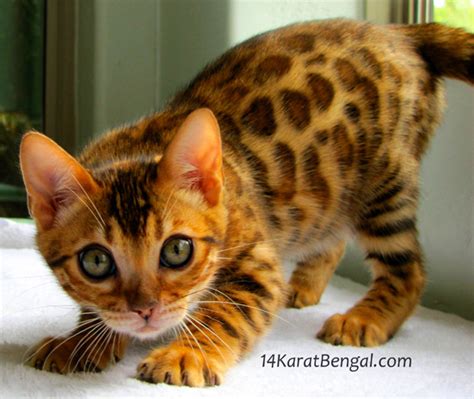 We recognized immediately this intelligent and lovable animal was an extraordinary cat! Bengal Kittens for Sale, Healthy, Top Quality Bengal ...