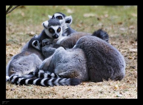 Best WallPapers: Zoo Animals Wallpapers