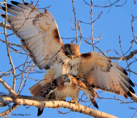 Red Tailed Hawks Mating Flickr