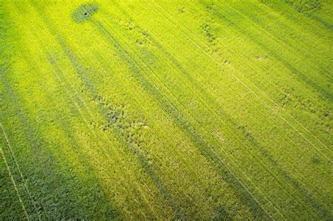 Natural Grass Texture Aerial View Of Agricultural Field Stock Photo