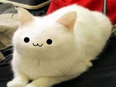 Crying Cat Meme Hello Kitty