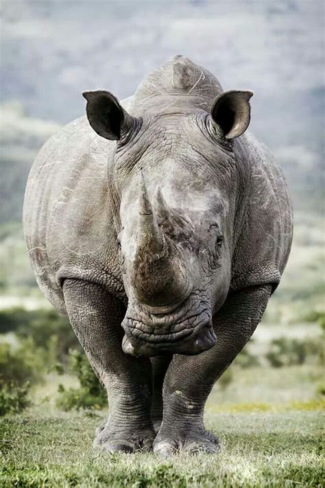 White Rhinoceros Fauna Mundo Animal African Animals Hippo Gallery
