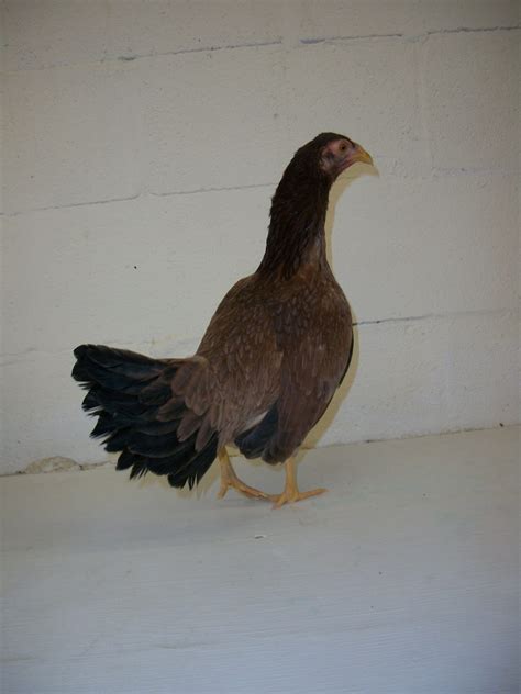 Wheaten Aseel Asil Chickens For Sale Cackle Hatchery®