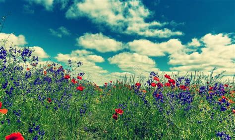 Colorful Flowers In The Field In Sunny Day Wonderful Summer Landscape