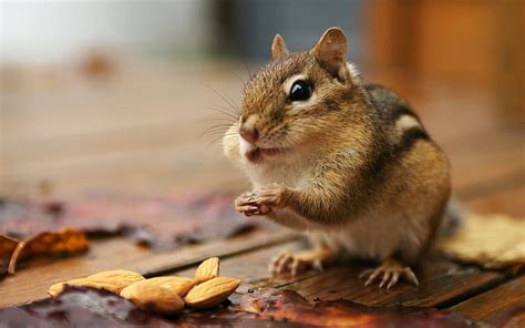 Greedy Chipmunk A Cute Chipmunk Eating Almonds Hd Wallpaper Peakpx